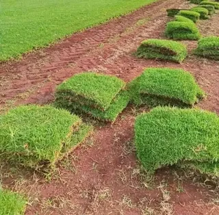 Supply and install Kikuyu grass
