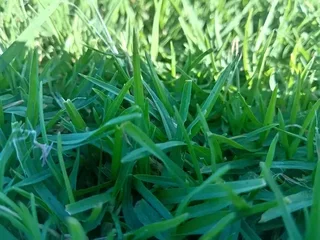Supply and install Kikuyu grass