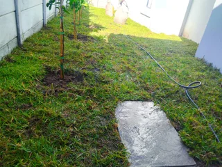 We do supply and install Kikuyu grass//LM Berea grass//buffalo grass//cynodon