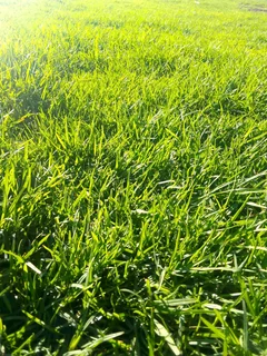 We do supply and install Kikuyu grass//LM Berea grass//buffalo grass//cynodon