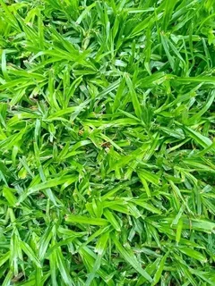 We do supply and install Kikuyu grass//LM Berea grass//buffalo grass//cynodon
