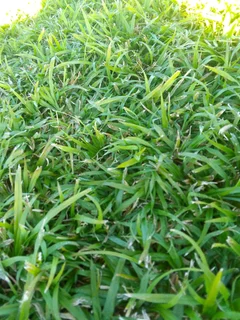 We do supply and install Kikuyu grass//LM Berea grass//buffalo grass//cynodon