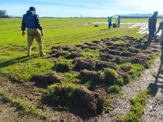 Roll on Lawn -- Natural grass &#43; topsoil