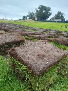 Roll on Lawn -- Natural grass &#43; topsoil
