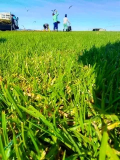 Roll on Lawn -- Natural grass &#43; topsoil