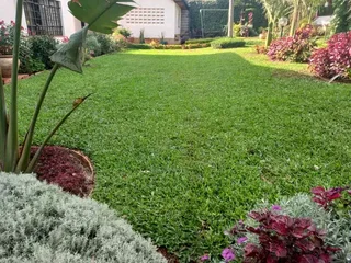 Roll on Lawn -- Natural grass &#43; topsoil