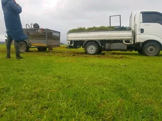 Roll on Lawn -- natural grass &#43; topsoil