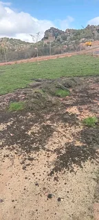 Buffalo and LM Berea grass