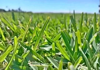 Buffalo and LM Berea grass