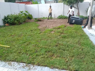 Buffalo and LM Berea grass