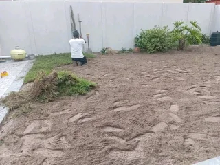 Buffalo and LM Berea grass