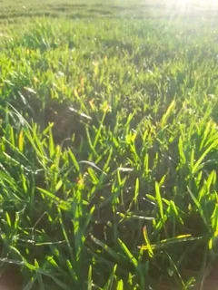 Buffalo and LM Berea grass