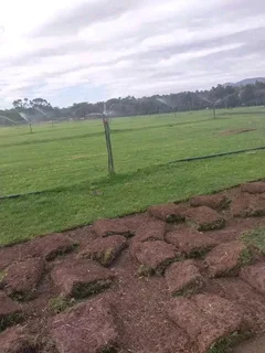 Buffalo and LM Berea grass