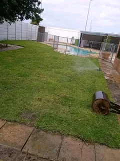 Buffalo and LM Berea grass