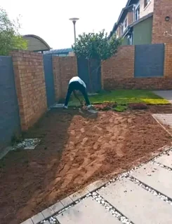 Buffalo and LM Berea grass