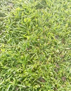 Buffalo and LM Berea grass