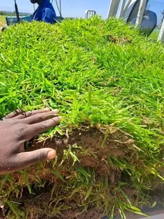 We supply and install Kikuyu grass