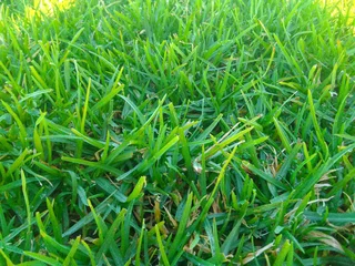 We supply and install Kikuyu grass