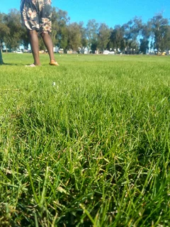 We supply and install Kikuyu grass