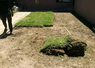 We supply and install Kikuyu grass