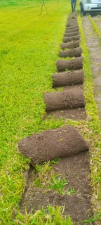 We supply and install Kikuyu grass