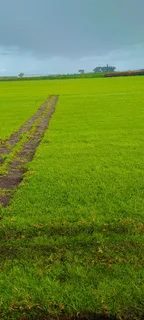 We supply and install Kikuyu grass