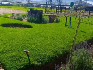 Kikuyu grass, LM Berea grass and Buffalo