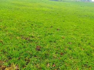 Kikuyu grass, LM Berea grass and Buffalo