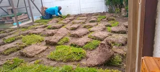 Kikuyu grass, LM Berea grass and Buffalo