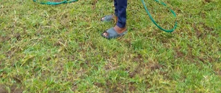 Kikuyu grass, LM Berea grass and Buffalo