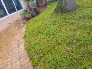 Kikuyu grass, LM Berea grass and Buffalo