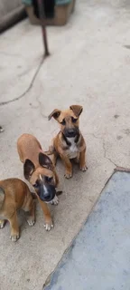German shepards for sale &#43;27734005757