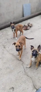 German shepards for sale &#43;27734005757
