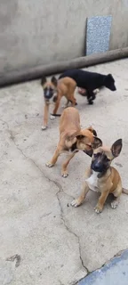 German shepards for sale &#43;27734005757
