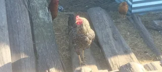 Lohmann brown chickens
