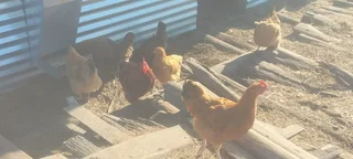 Lohmann brown chickens