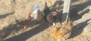 Lohmann brown chickens