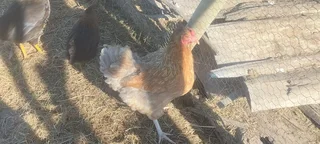 Lohmann brown chickens