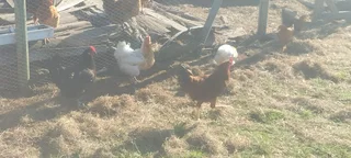 Lohmann brown chickens