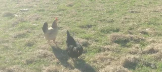 Lohmann brown chickens