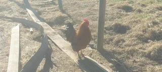 Lohmann brown chickens