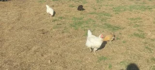 Lohmann brown chickens