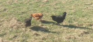 Lohmann brown chickens