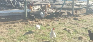 Lohmann brown chickens