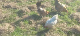 Lohmann brown chickens