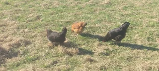 Lohmann brown chickens