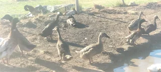 Runner ducks