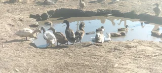 Runner ducks