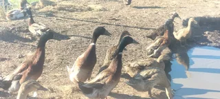Runner ducks