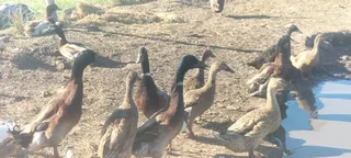 Runner ducks